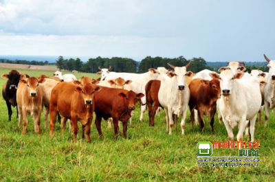 vacas nelore paridas na região de Juiz de Fora MG
