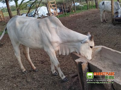 90 novilha nelore 290 mil reais o lote
