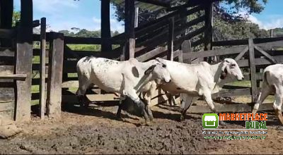Novilhas nelore na região de Paranapanema  SP