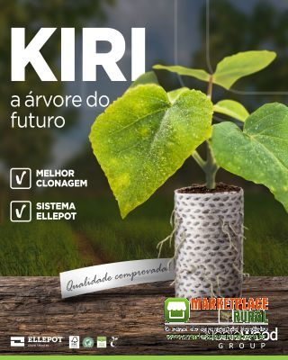 Kiri Japonês (Paulownia) mudas