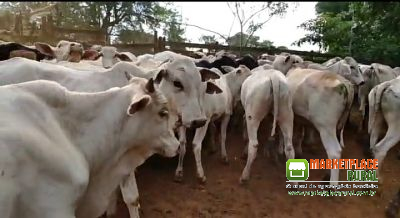 Bezerras nelore na região de Nhandeara SP