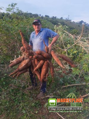 HORMÔNIO DE CRESCIMENTO PARA MANDIOCA