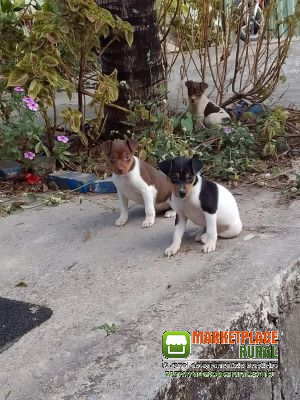 Fox paulistinha (terrier Brasileiro)