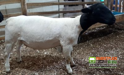 Ovelhas e carneiros dorper PO com registro