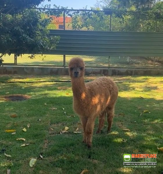 Casal de Alpacas idade reprodutiva