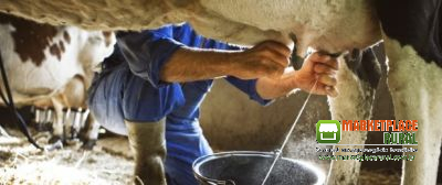 Maxxi Milk 22×75 Tamponada AE - Alta Produção Leite Vacas