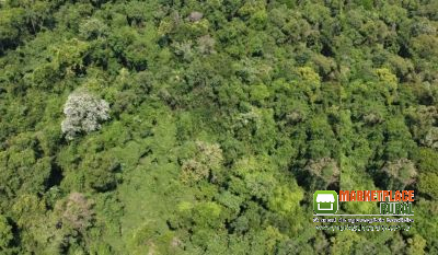 Imóvel rural com área para compensação ambiental, servidão ambiental, créditos de carbono, CPR verde