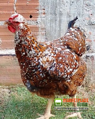 Ovos galados de Galinha balão gsb