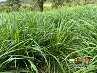 Sementes de Capim Massai - ( Panicum Maximum Massai ) 10Kg